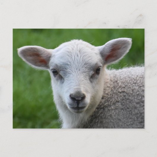 ラム ポストカード (正面)