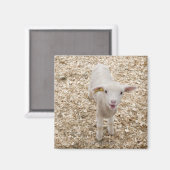 ラム マグネット (正面/裏面)