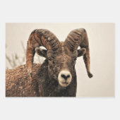 ラム ラッピングペーパーシート (正面3)