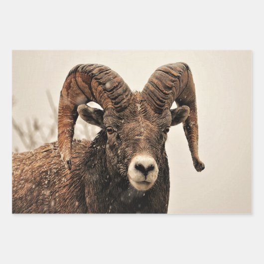 ラム ラッピングペーパーシート (正面)