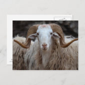 ラム – 動物はがき ポストカード