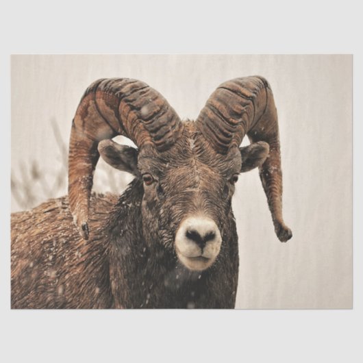 ラム 薄葉紙 (正面)