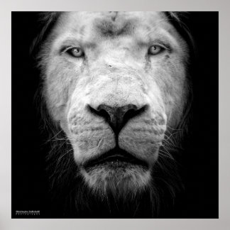 ラライオンブラン – 白いライオン ポスター