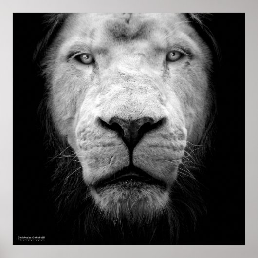 ラライオンブラン – 白いライオン ポスター (正面)