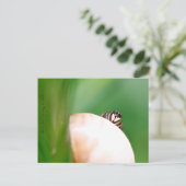 ラライニュサルティック「ラサテウズ」 ポストカード (スタンド正面)