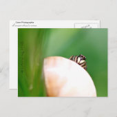 ラライニュサルティック「ラサテウズ」 ポストカード (正面/裏面)