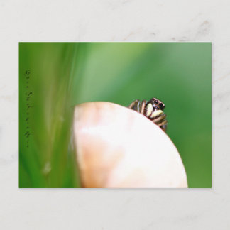 ラライニュサルティック「ラサテウズ」 ポストカード