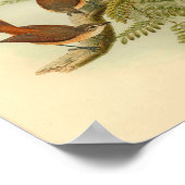 ララットファントルフライキャッチャーレッドバードヴィンテージプリント ポスター (角)