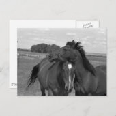 ララミーWY馬4 ポストカード (正面/裏面)