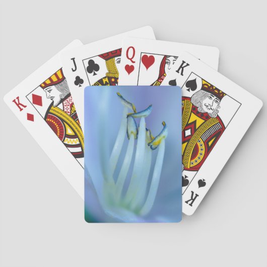 ラランド トランプ (裏面)