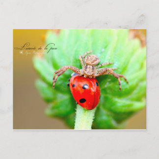 ラリーヴェドゥラプロエ ポストカード