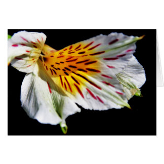 ラリーCoressel著"神秘的な花"