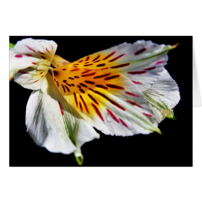 ラリーCoressel著"神秘的な花" (正面横)