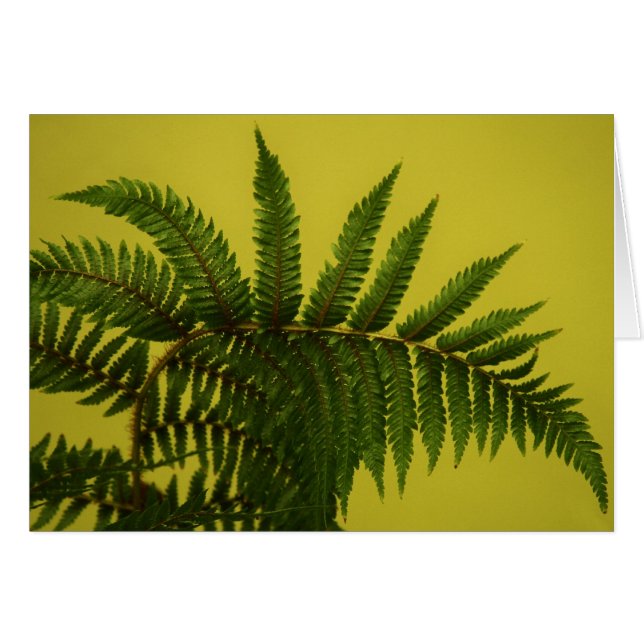 ラリーCoressel著"緑" (正面横)