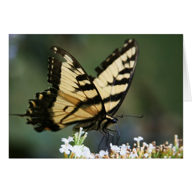 ラリーCoressel著"蝶" (正面横)