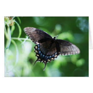 ラリーCoressel著"papillon de jardin"