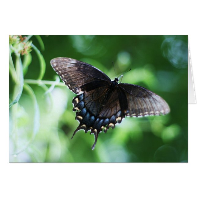 ラリーCoressel著"papillon de jardin" (正面横)