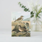 ラルクスヴィンテージバードイラストレーション ポストカード (スタンド正面)