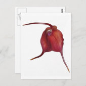 ランいけな ポストカード (正面/裏面)