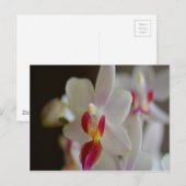 ランのハレノプシス ポストカード (正面/裏面)