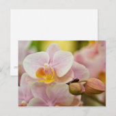 ランのハレノプシス ポストカード (正面/裏面)