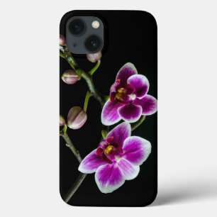 ランの枝のピンクの白い色の黒淡い色の iPhone 13ケース