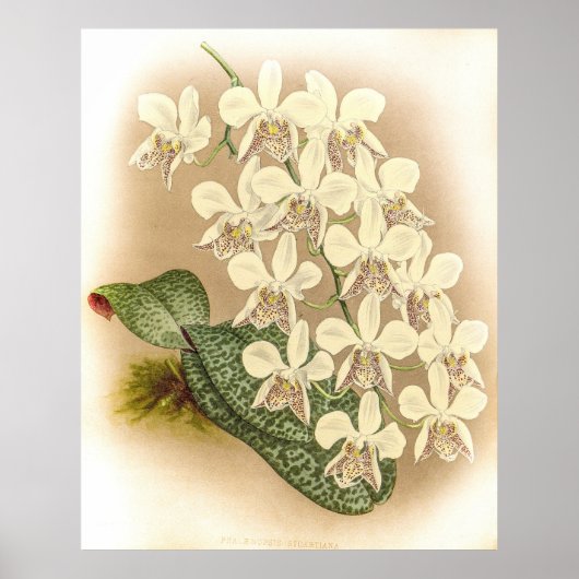 ランの花びら症 ポスター (正面)