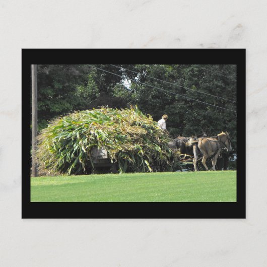 ランカスター郡の～夏～ 57歳 ポストカード (正面)