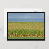 ランカスター郡の～夏～ 82 ポストカード (正面/裏面)