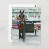 ランカスター馬 ポストカード (正面/裏面)