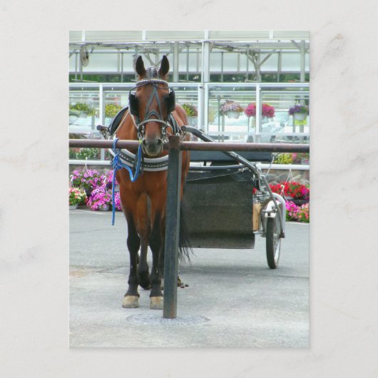 ランカスター馬 ポストカード (正面)