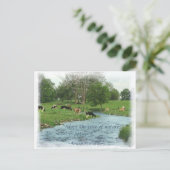 ランカスター・アミッシュ・ポストカード！アミッシュ諺！牛 ポストカード (スタンド正面)