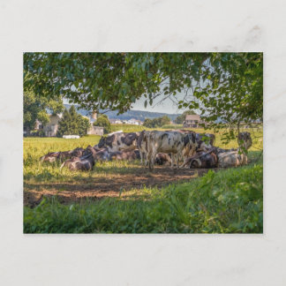 ランカンスターPAの牛 ポストカード