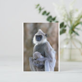 ランガーモンキー ポストカード (スタンド正面)