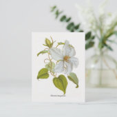 ランギノサ口唇炎 ポストカード (スタンド正面)