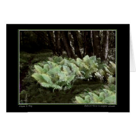 ラングドンの森にシダ