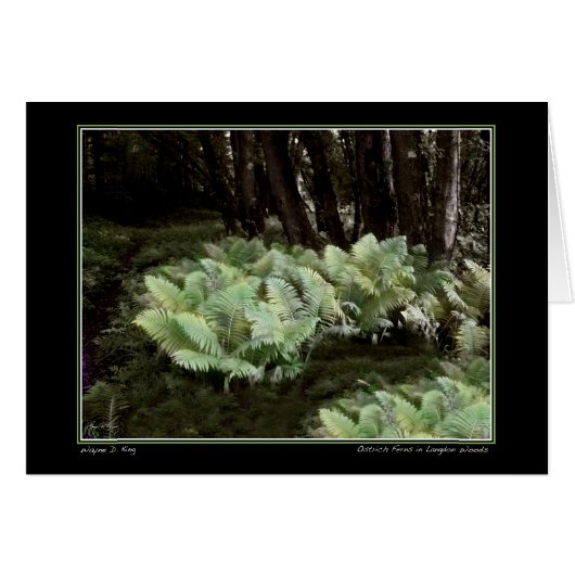 ラングドンの森にシダ (正面横)