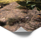 ランゲベルクWaboom Protea (Protea Nitidia) ポスター (角)