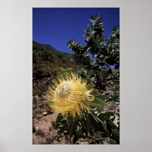 ランゲベルクWaboom Protea (Protea Nitidia) ポスター (正面)