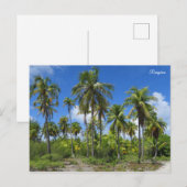 ランジロアヤシの木 ポストカード (正面/裏面)