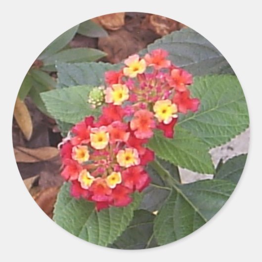 ランタナ開花シール ラウンドシール (正面)