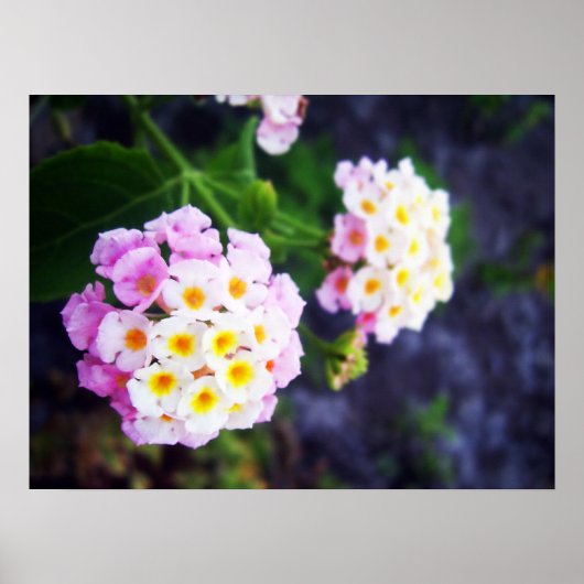 ランタナ ポスター (正面)