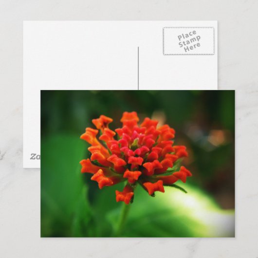 ランタナ ポストカード (正面/裏面)
