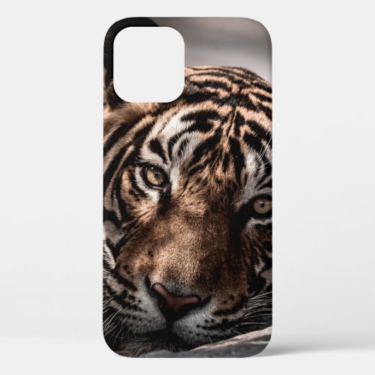 ランタンボア野生の雄の虎ファインアート像 Case-Mate iPhoneケース (裏面)