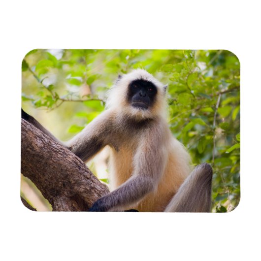 ランタンボール国立公園のジャングルのサル マグネット (横)