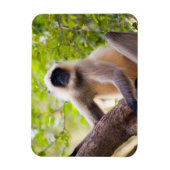 ランタンボール国立公園のジャングルのサル マグネット (縦)