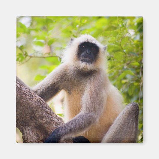 ランタンボール国立公園のジャングルのサル マグネット (正面)