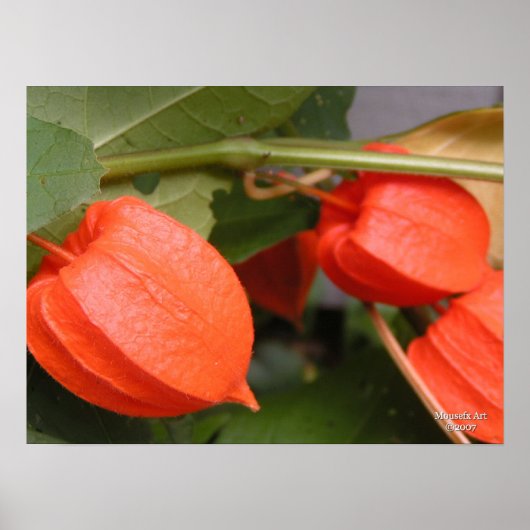 ランタン中国のポスター ポスター (正面)