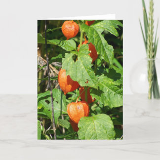 ランタン日本のグリーティングカー空白のド（内部） カード