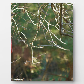 ランタン フォトプラーク